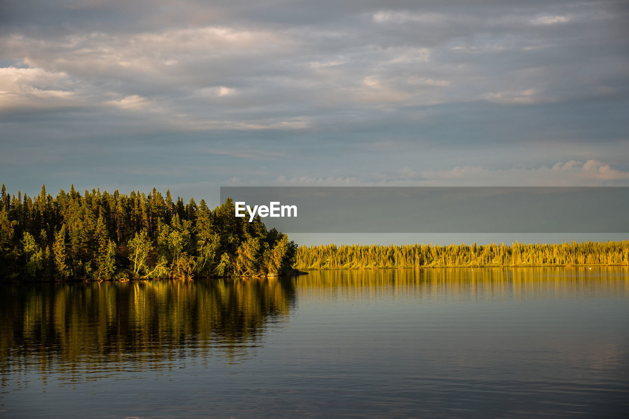 PLANTS BY LAKE AGAINST SKY