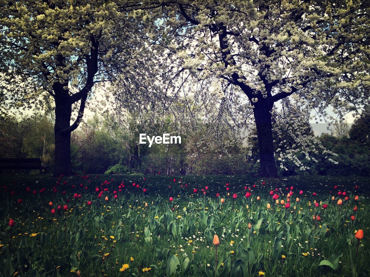 PINK FLOWERS BLOOMING ON FIELD