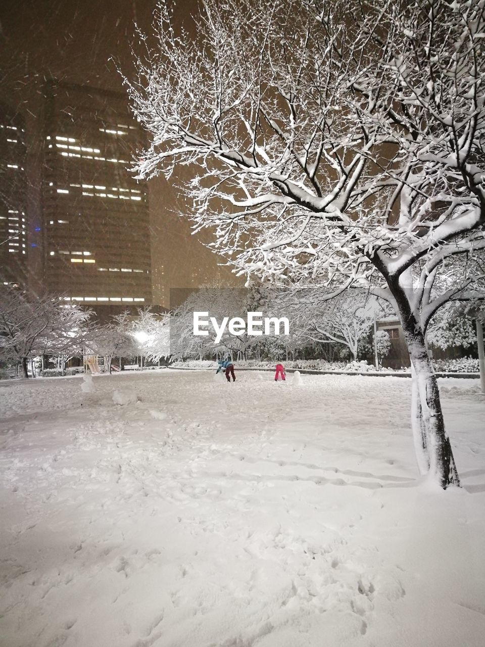 BARE TREES IN SNOW