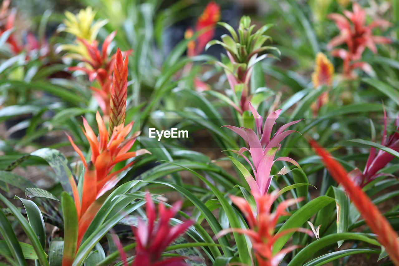 CLOSE-UP OF ORANGE FLOWERING PLANT