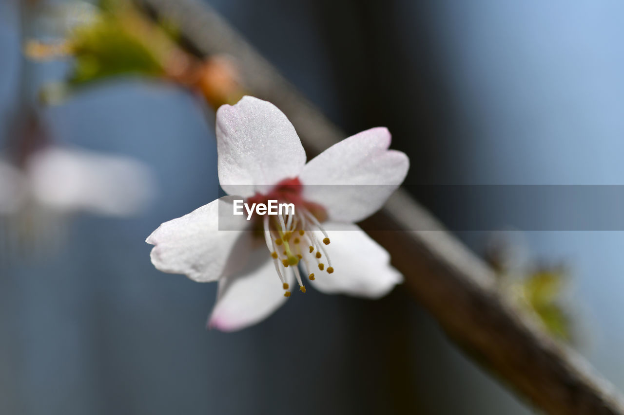 CLOSE-UP OF FRESH WHITE CHERRY BLOSSOM