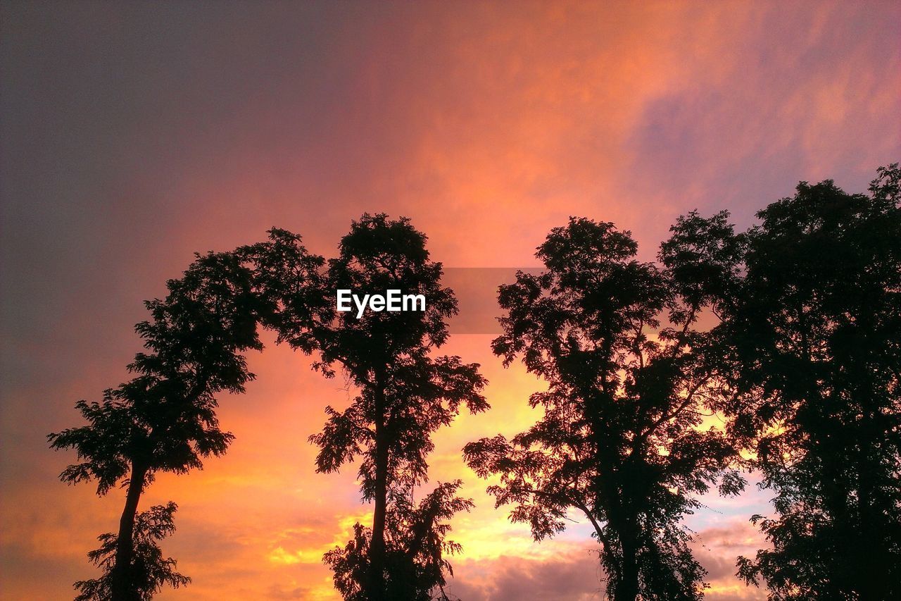 SILHOUETTE OF TREES AT SUNSET