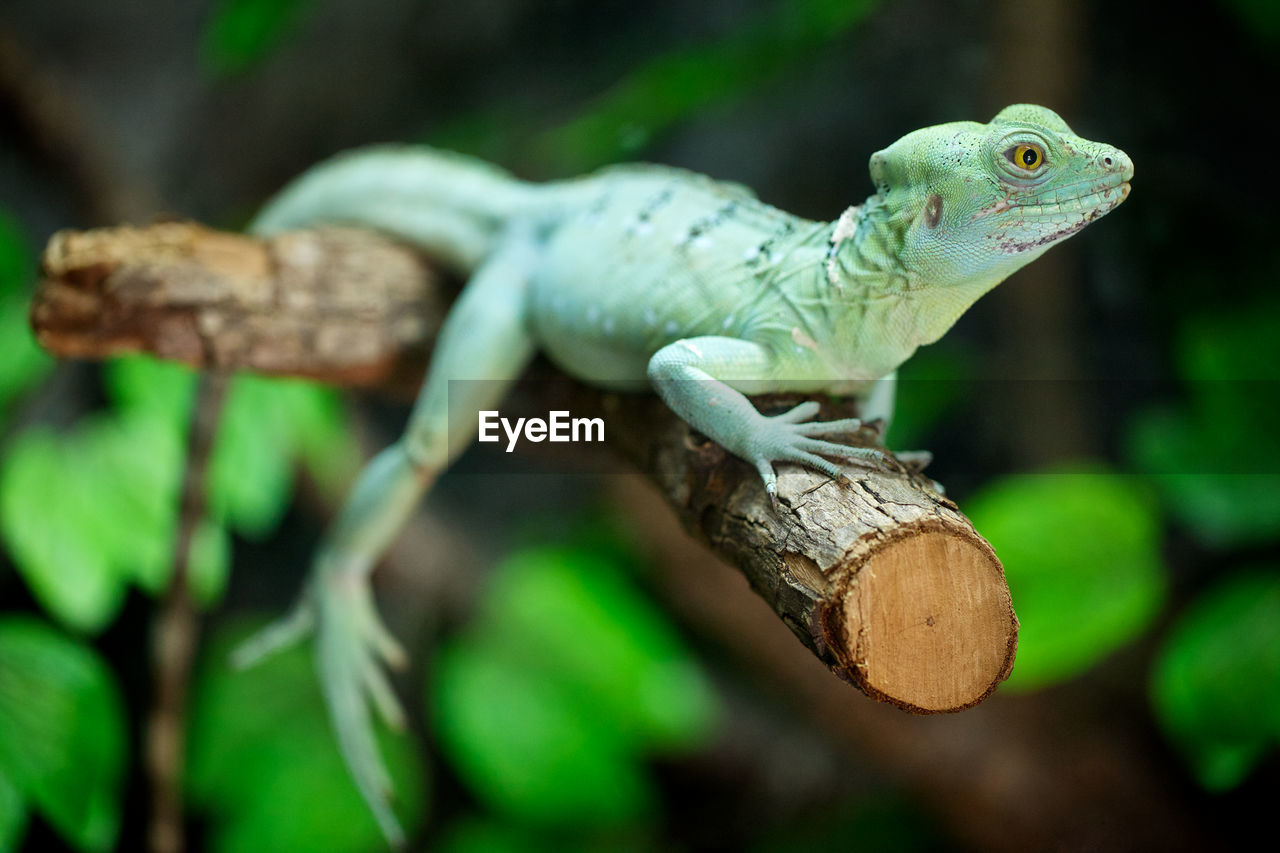 CLOSE-UP OF LIZARD ON BRANCH