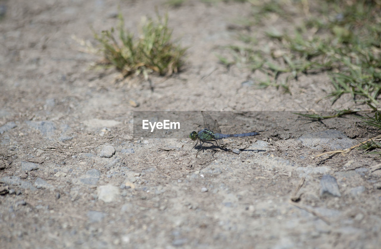 HIGH ANGLE VIEW OF HOUSEFLY ON FIELD