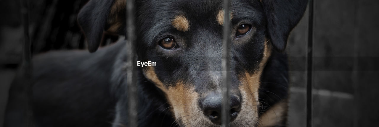 Dog in animal shelter waiting for adoption. dog behind the fences. dog in animal shelter cage.