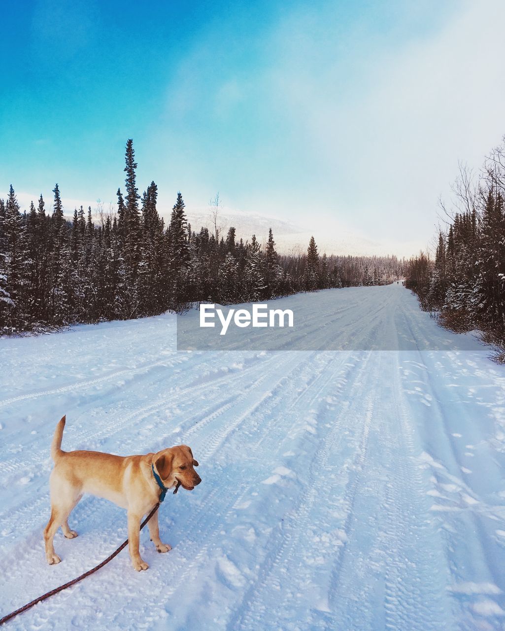 DOG LYING ON SNOW COVERED LAND