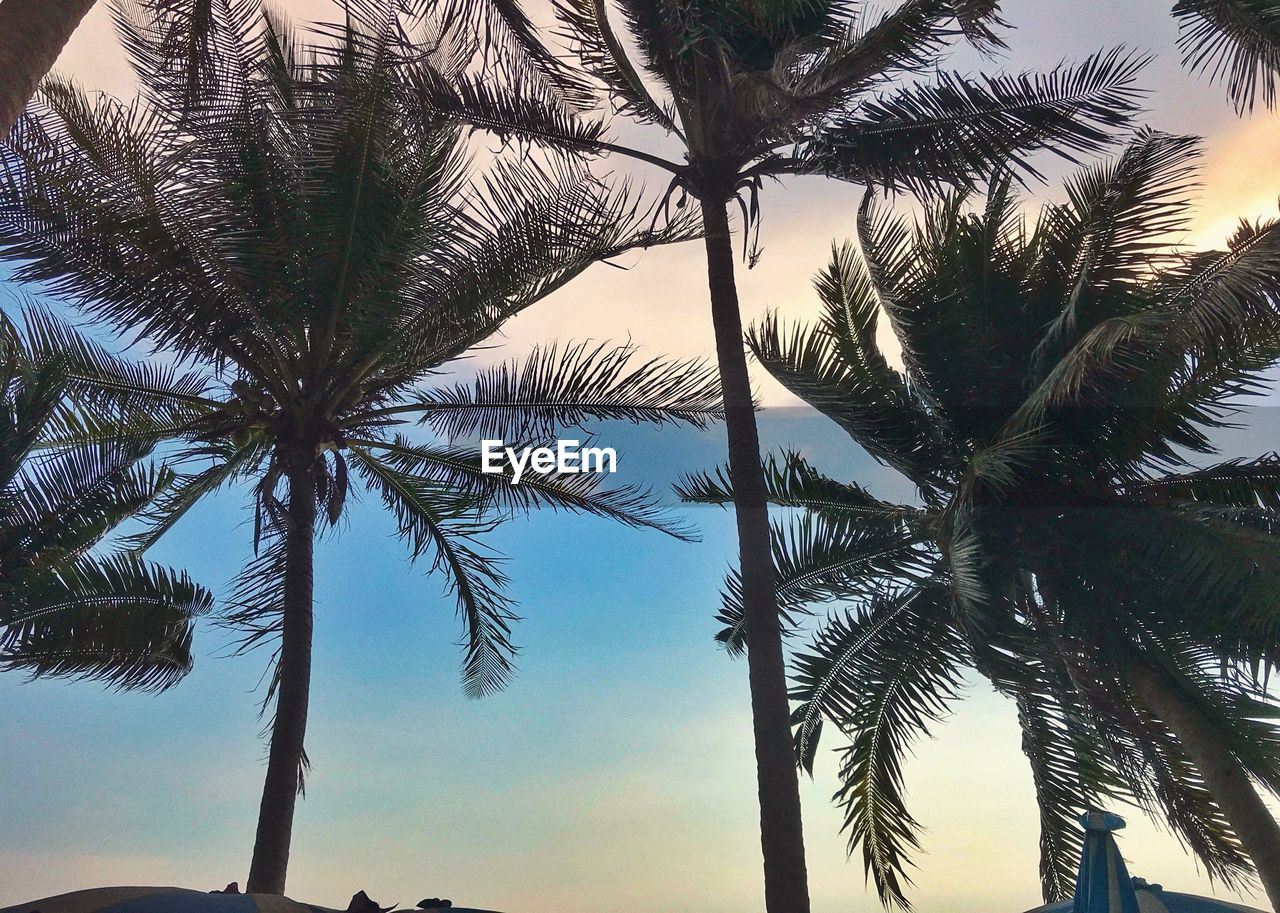 LOW ANGLE VIEW OF PALM TREE AGAINST SKY