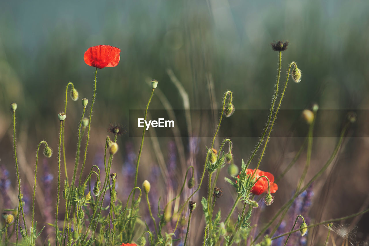 CLOSE-UP OF POPPY ON FIELD