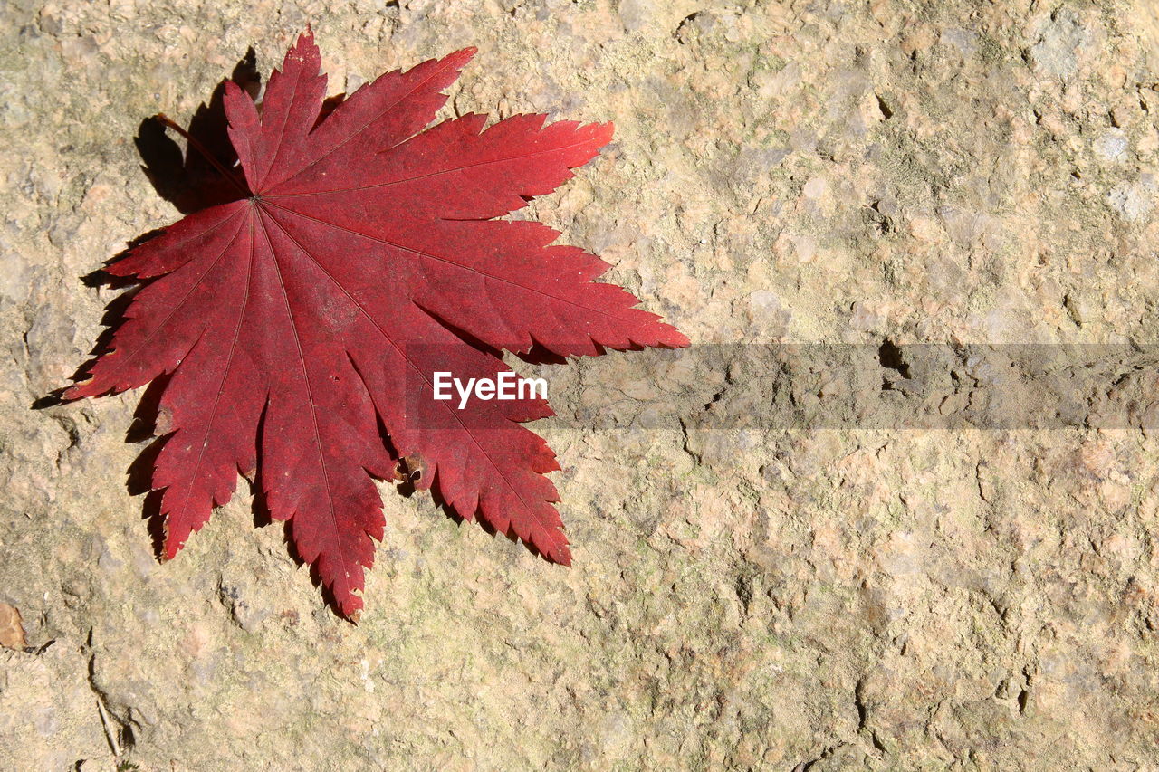 HIGH ANGLE VIEW OF RED MAPLE LEAF ON PLANT