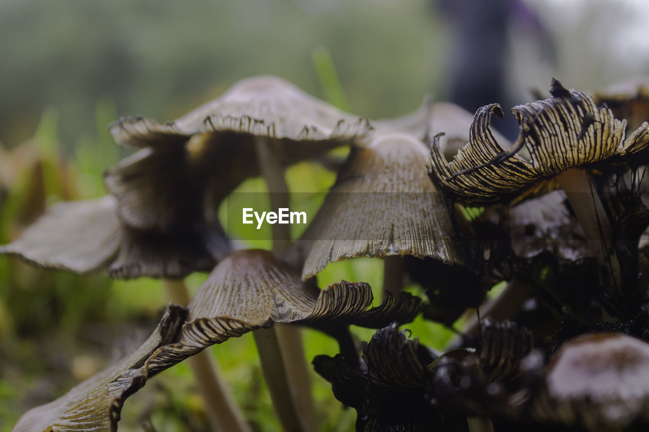 Close-up of mushrooms