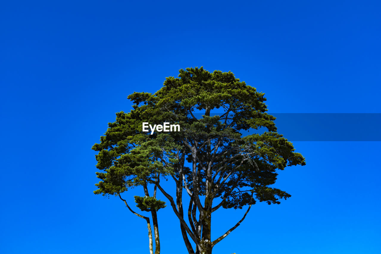 LOW ANGLE VIEW OF TREE AGAINST SKY