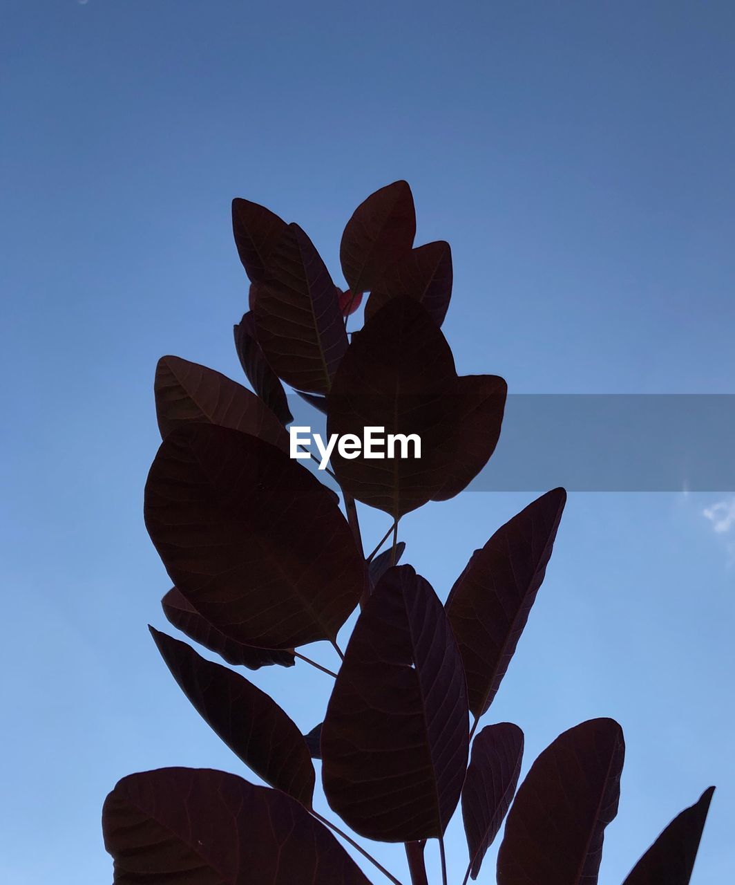 LOW ANGLE VIEW OF FLOWERING PLANTS AGAINST BLUE SKY