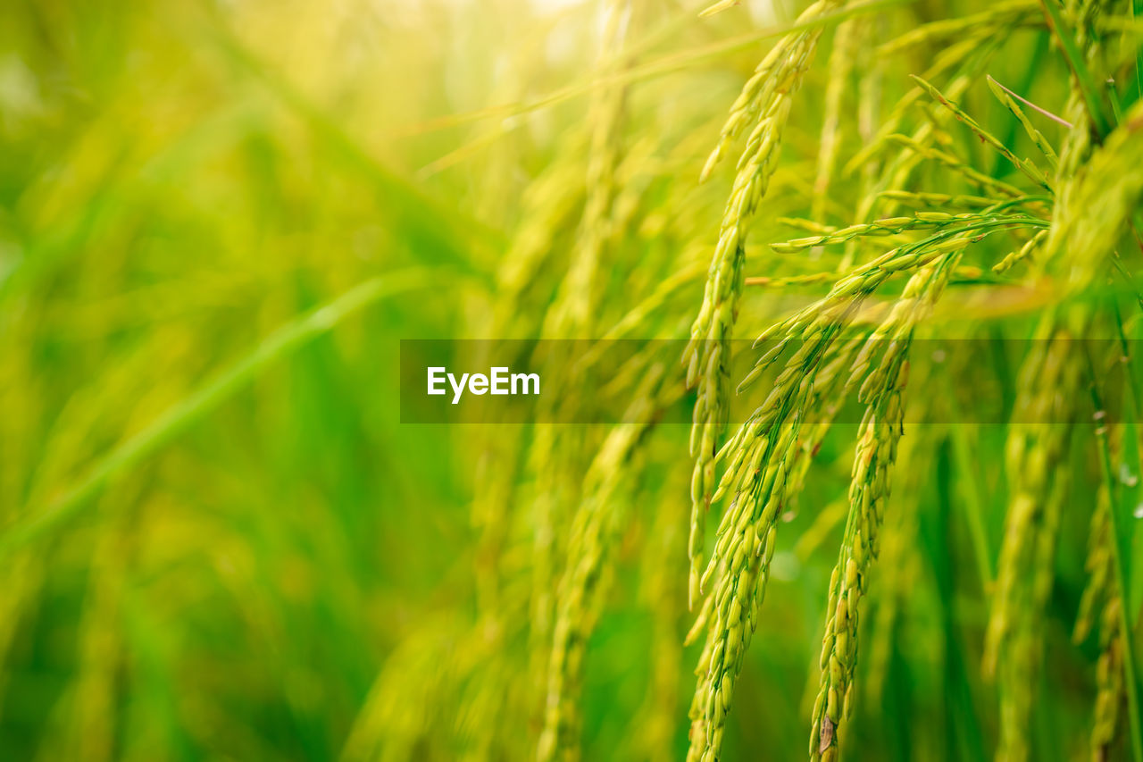 Selective focus on ear of rice. green paddy field. rice plantation. organic rice farm in asia.