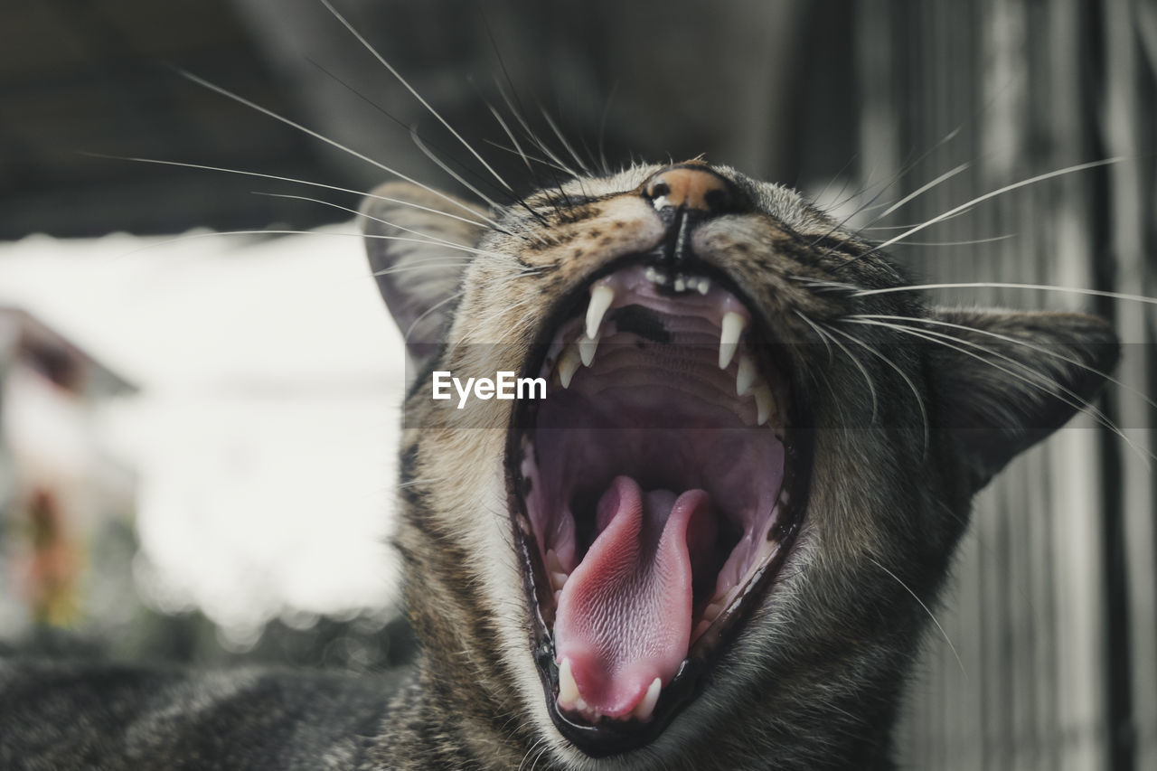 Close-up of cat yawning