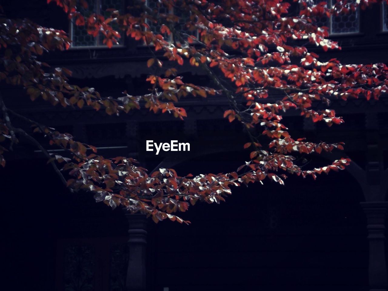 Low angle view of twigs against building during autumn