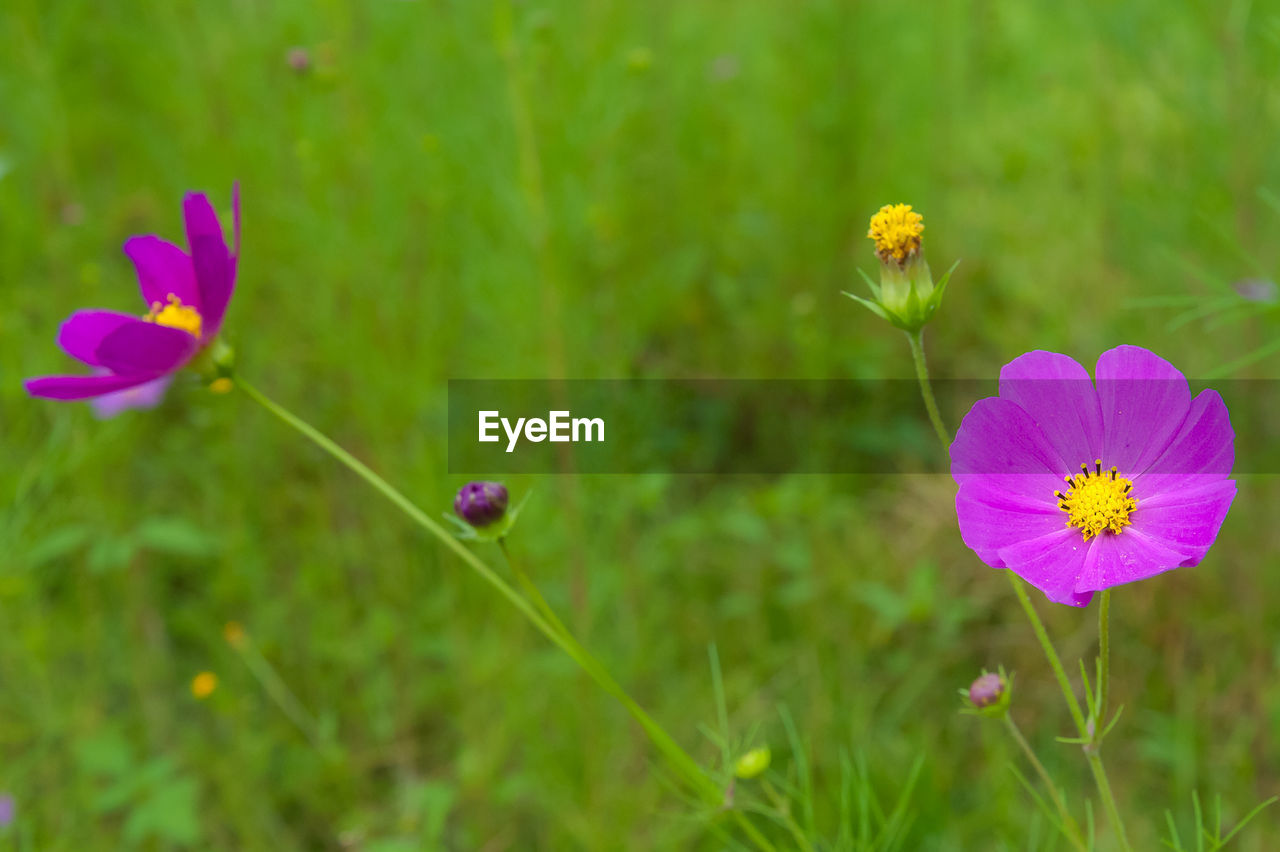 CLOSE-UP OF PINK FLOWERING PLANTS ON FIELD