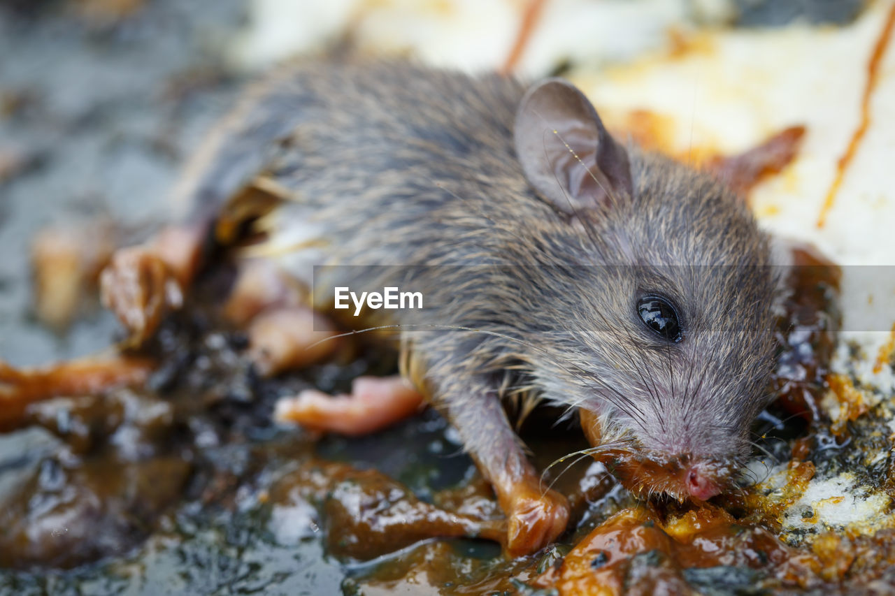 CLOSE-UP OF AN ANIMAL DRINKING WATER IN A MOUTH