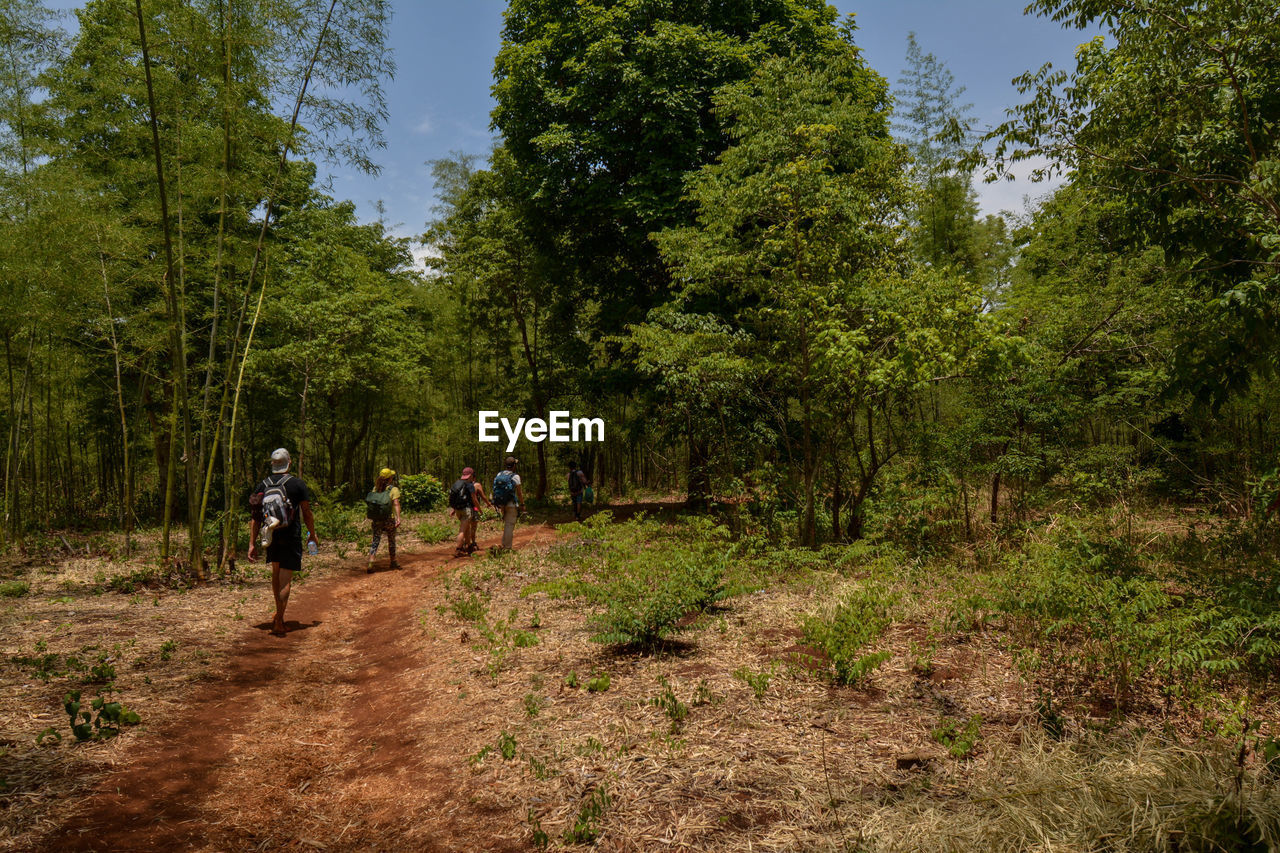 REAR VIEW OF PEOPLE WALKING ON LAND AMIDST TREES IN FOREST