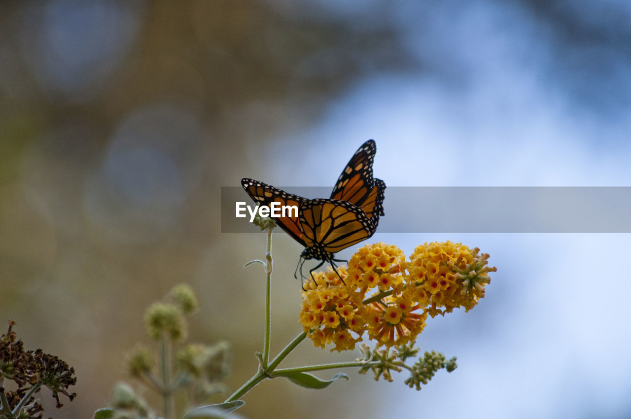 Close-up of butterfly perching on plant