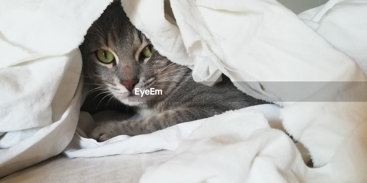 CLOSE-UP OF CAT LYING ON BED