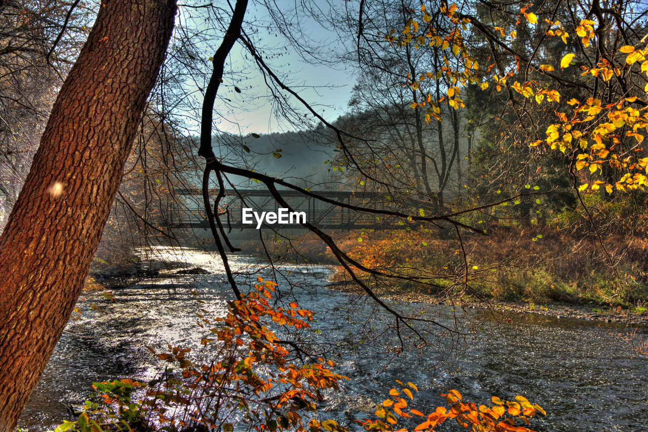 TREES IN FOREST DURING AUTUMN