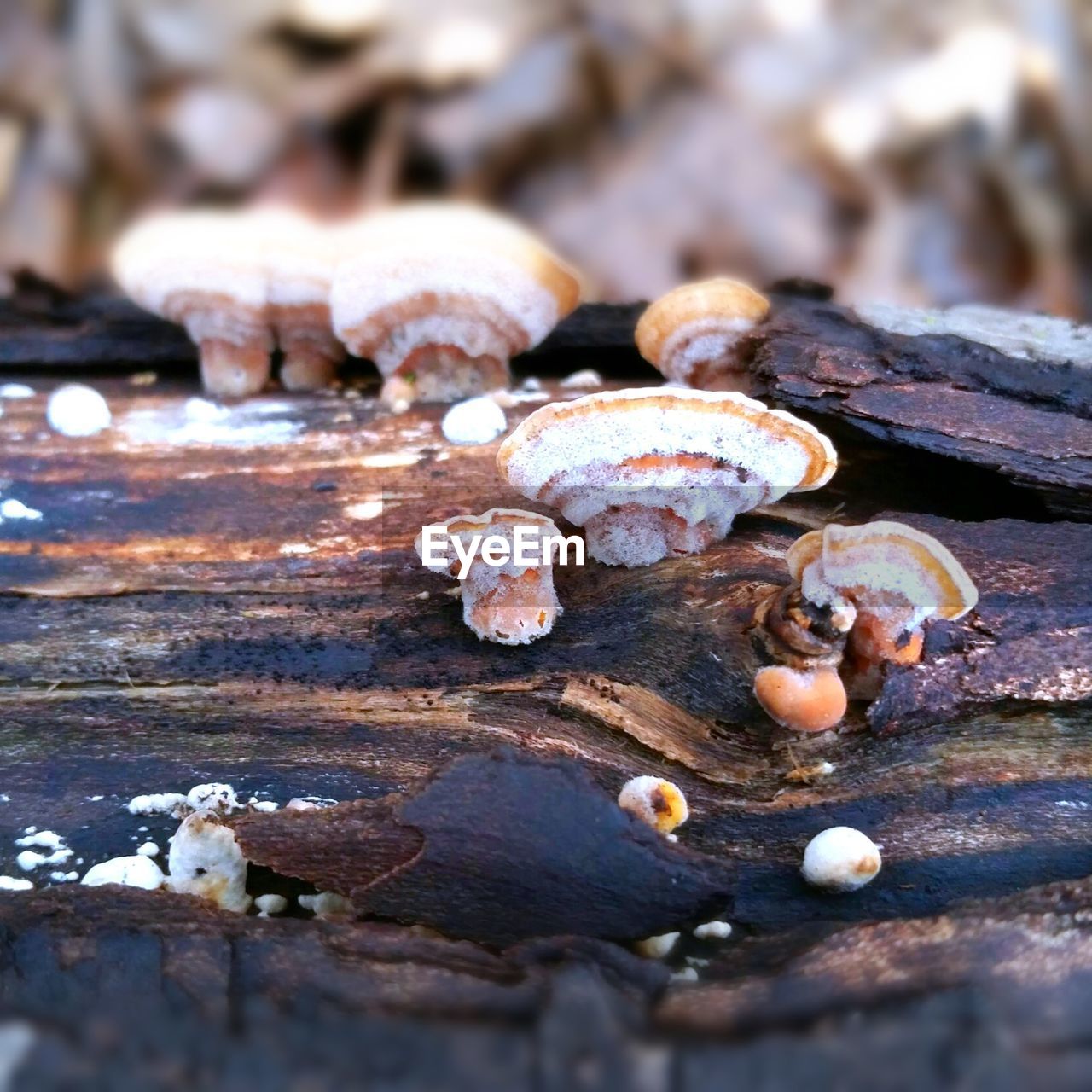 CLOSE-UP OF MUSHROOMS ON WOOD