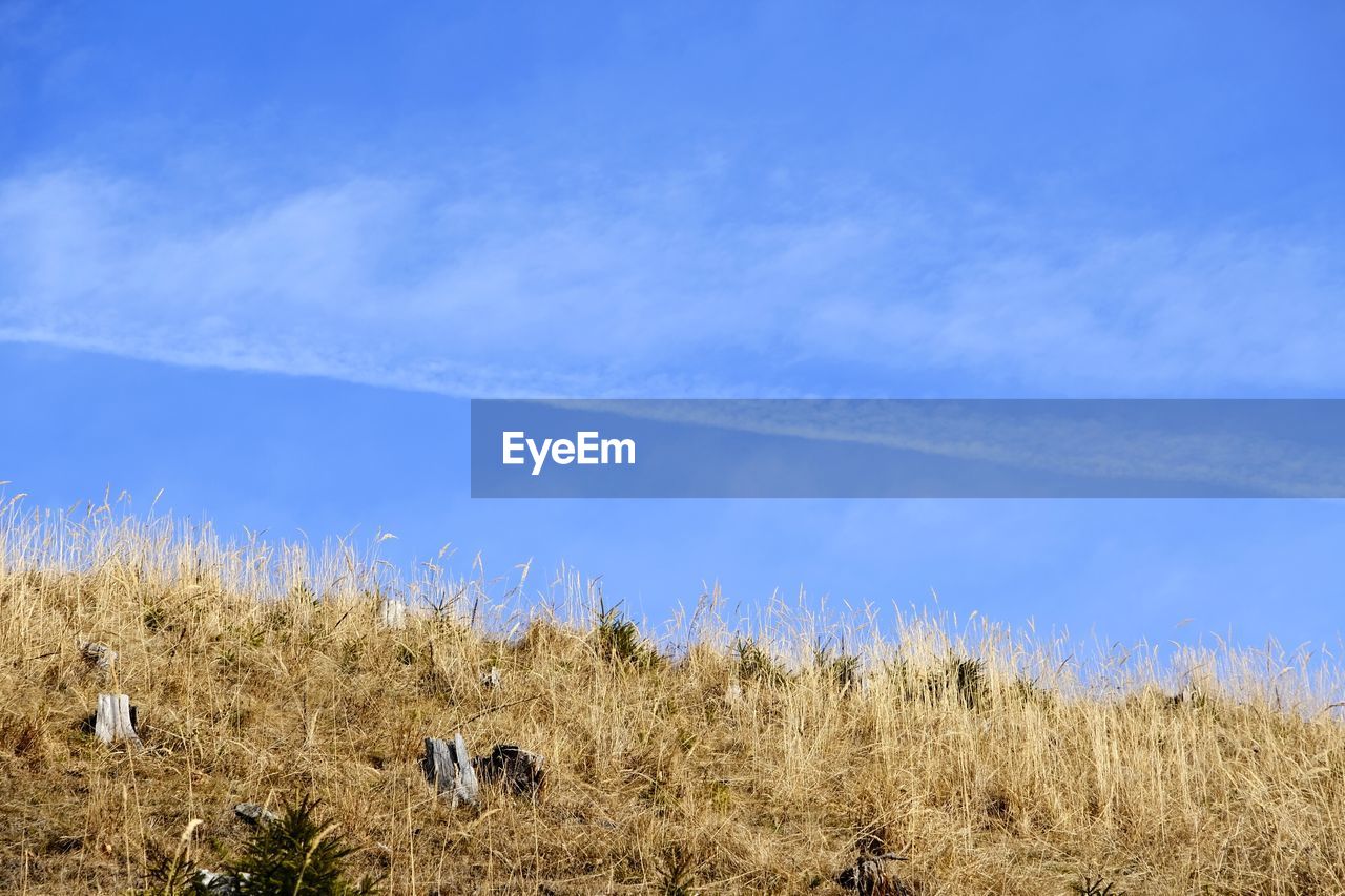 sky, prairie, grassland, plant, grass, nature, landscape, land, cloud, field, blue, natural environment, no people, steppe, environment, horizon, beauty in nature, day, scenics - nature, animal, plain, animal themes, tranquility, animal wildlife, meadow, tranquil scene, wilderness, rural area, outdoors, mountain, wildlife, growth, agriculture, non-urban scene, group of animals, mammal, savanna