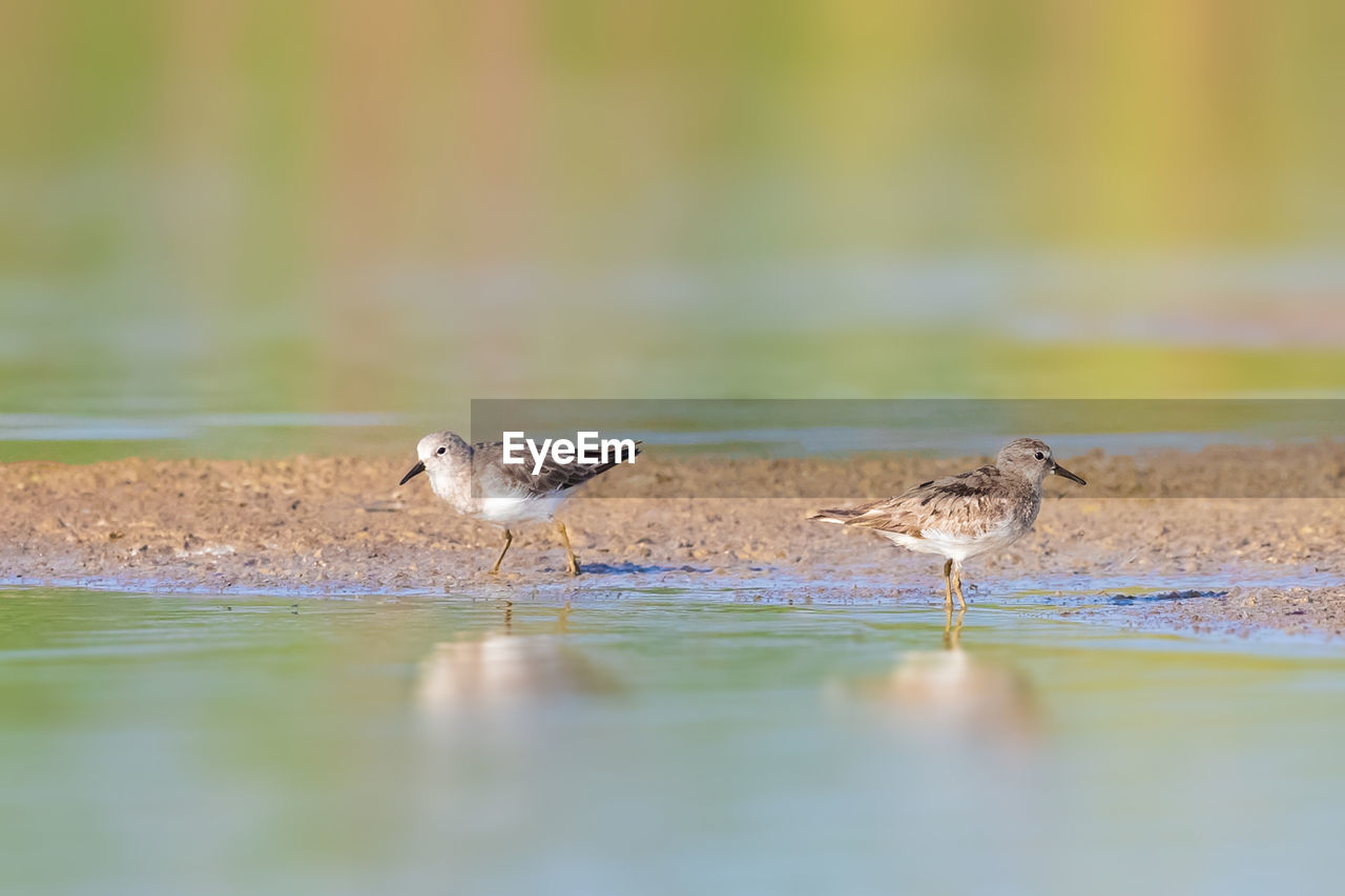 VIEW OF BIRDS PERCHING ON LAKE