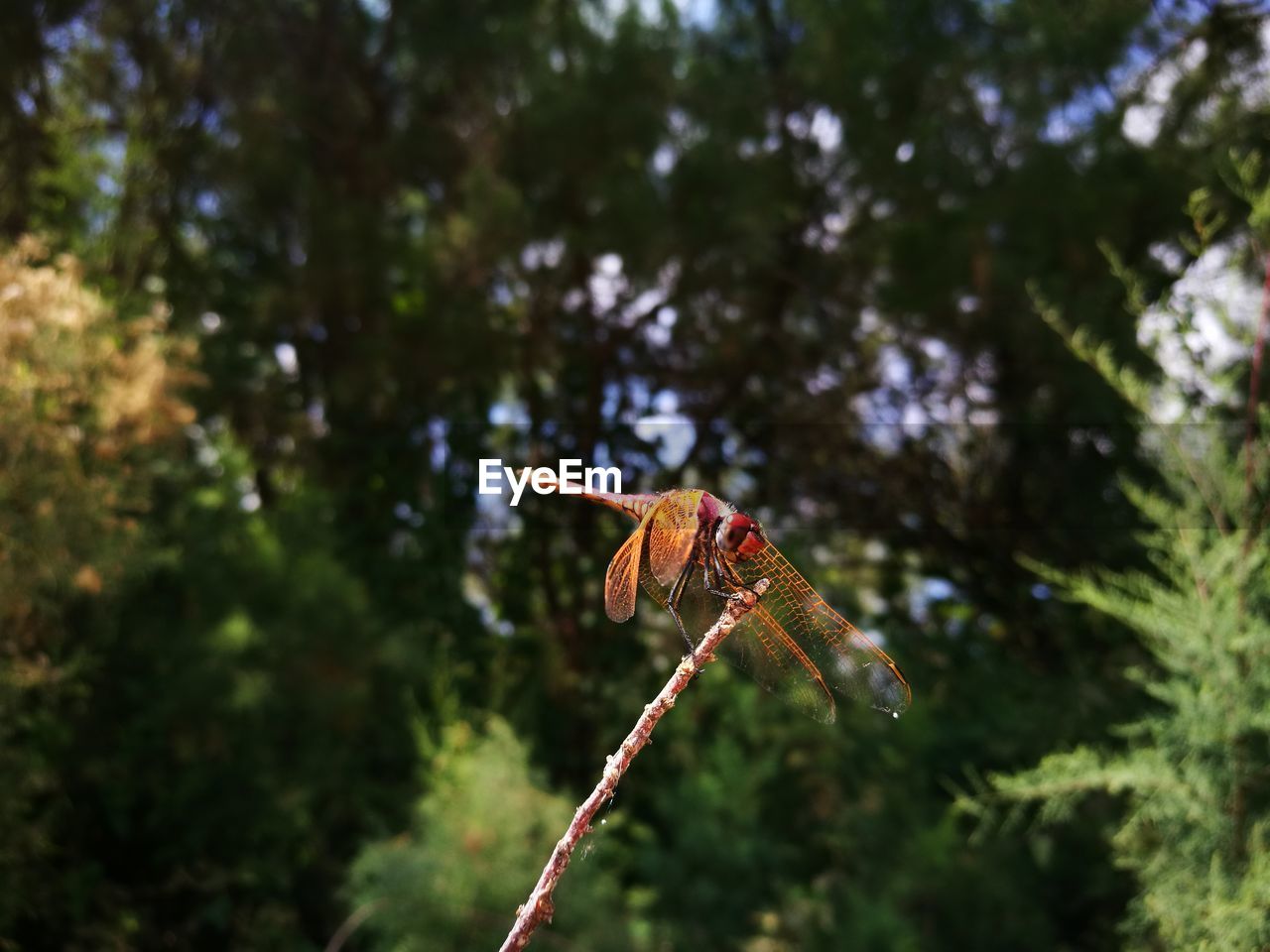 Dragonfly resting on a twig