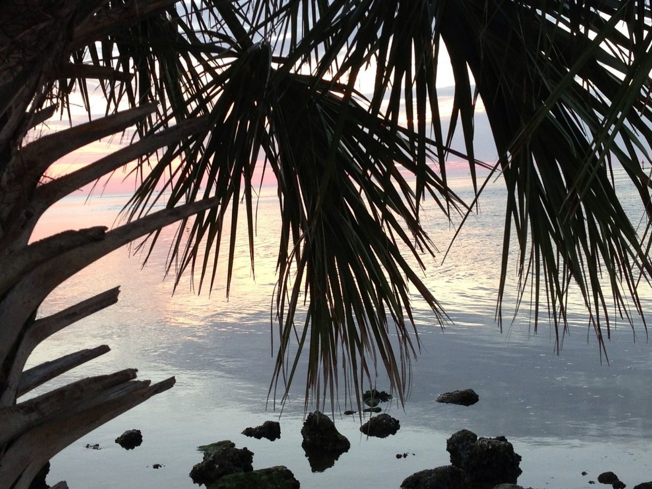 Silhouette palm leaves over sea during sunset