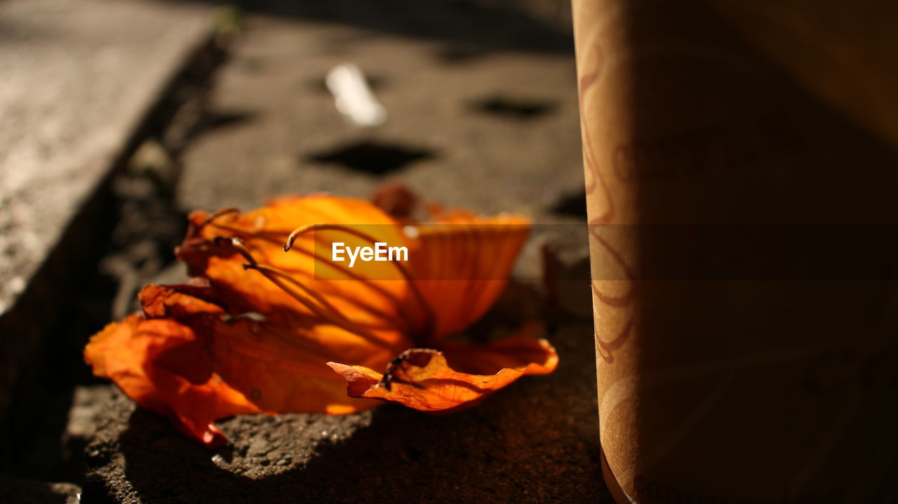 CLOSE-UP OF ORANGE FLOWERS