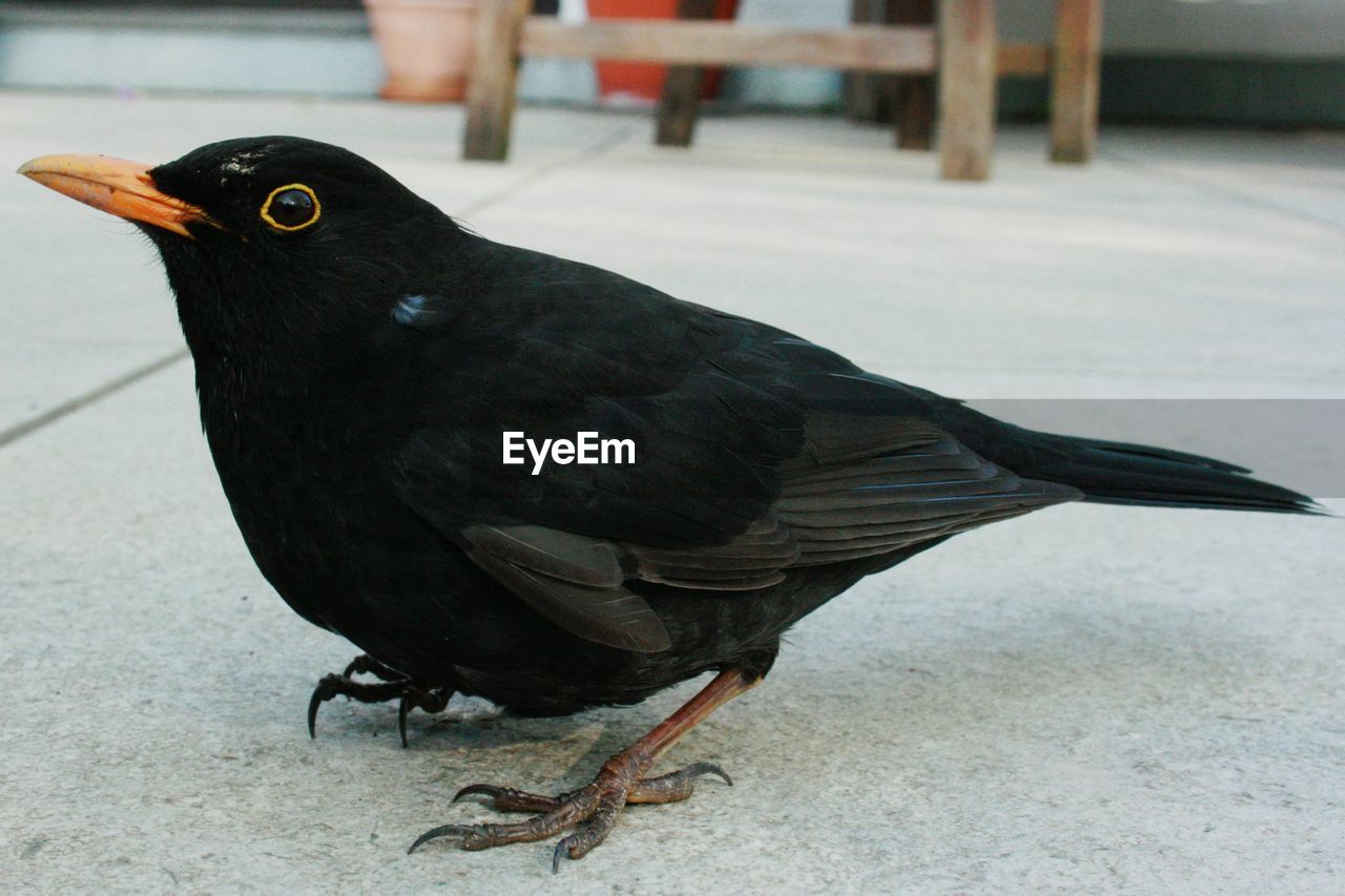 Male blackbird