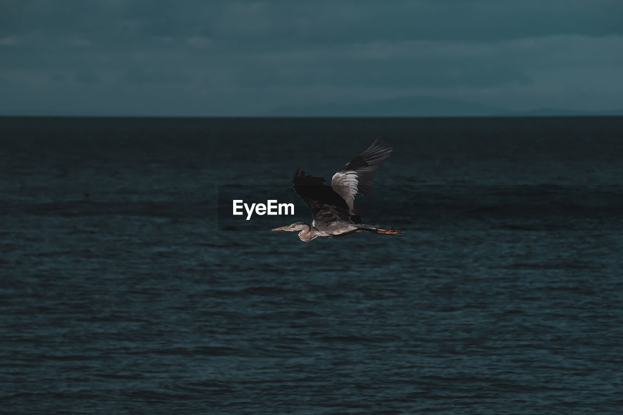 Seagull flying over sea against sky