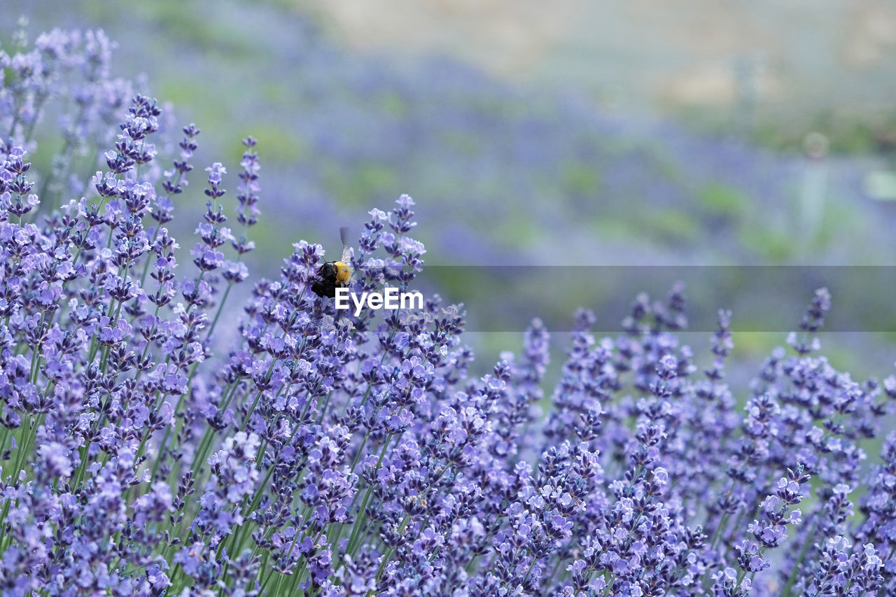 Close-up of insect on purple flowering plant.