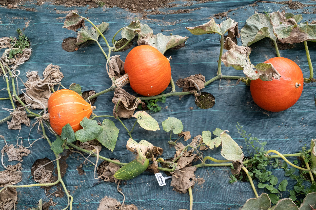 food, food and drink, healthy eating, autumn, orange color, no people, nature, fruit, leaf, plant part, pumpkin, wellbeing, freshness, high angle view, day, vegetable, produce, plant, flower, outdoors, wood, land