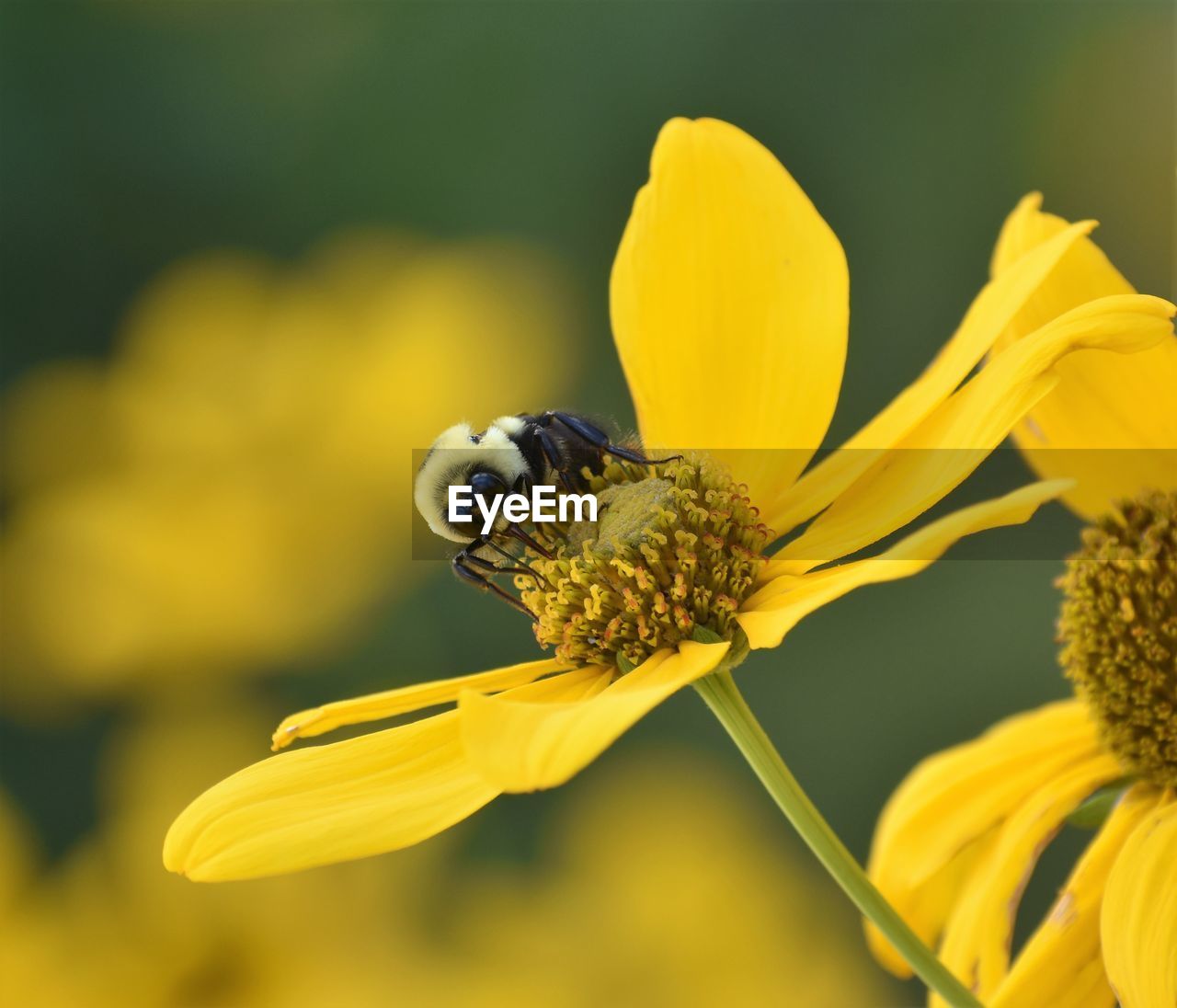 CLOSE-UP OF HONEY BEE POLLINATING ON YELLOW FLOWER