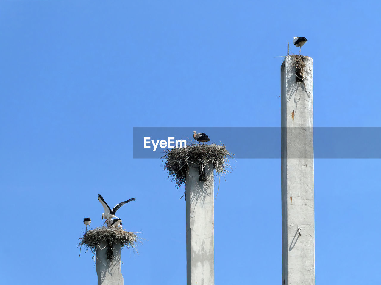 bird, clear sky, sky, animal, animal themes, animal wildlife, blue, wildlife, nature, no people, sunny, group of animals, low angle view, day, perching, animal nest, architectural column, architecture, stork, copy space, outdoors, two animals, built structure, post, tree, tower