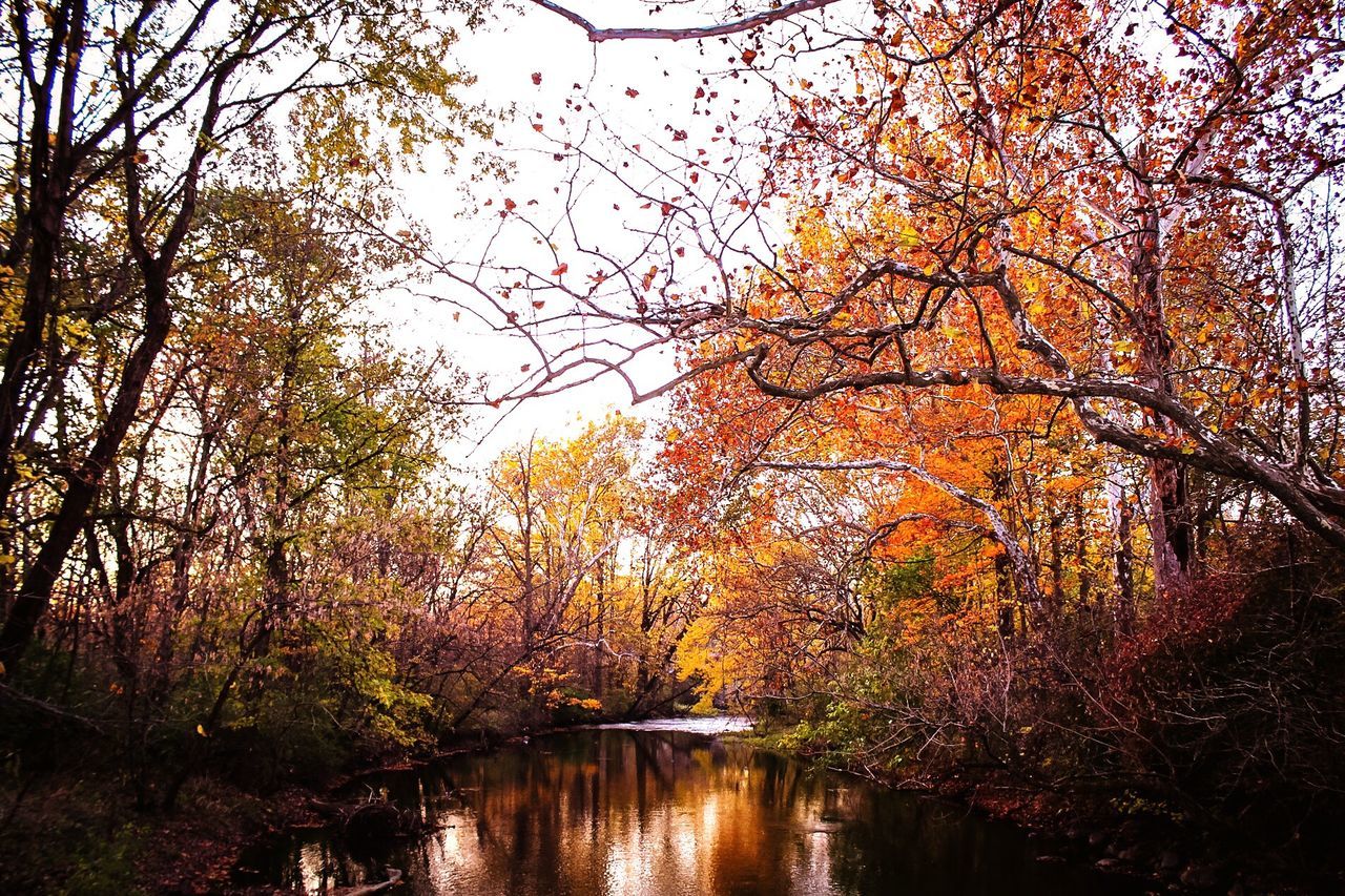 Low angle view of river amidst trees during autumn