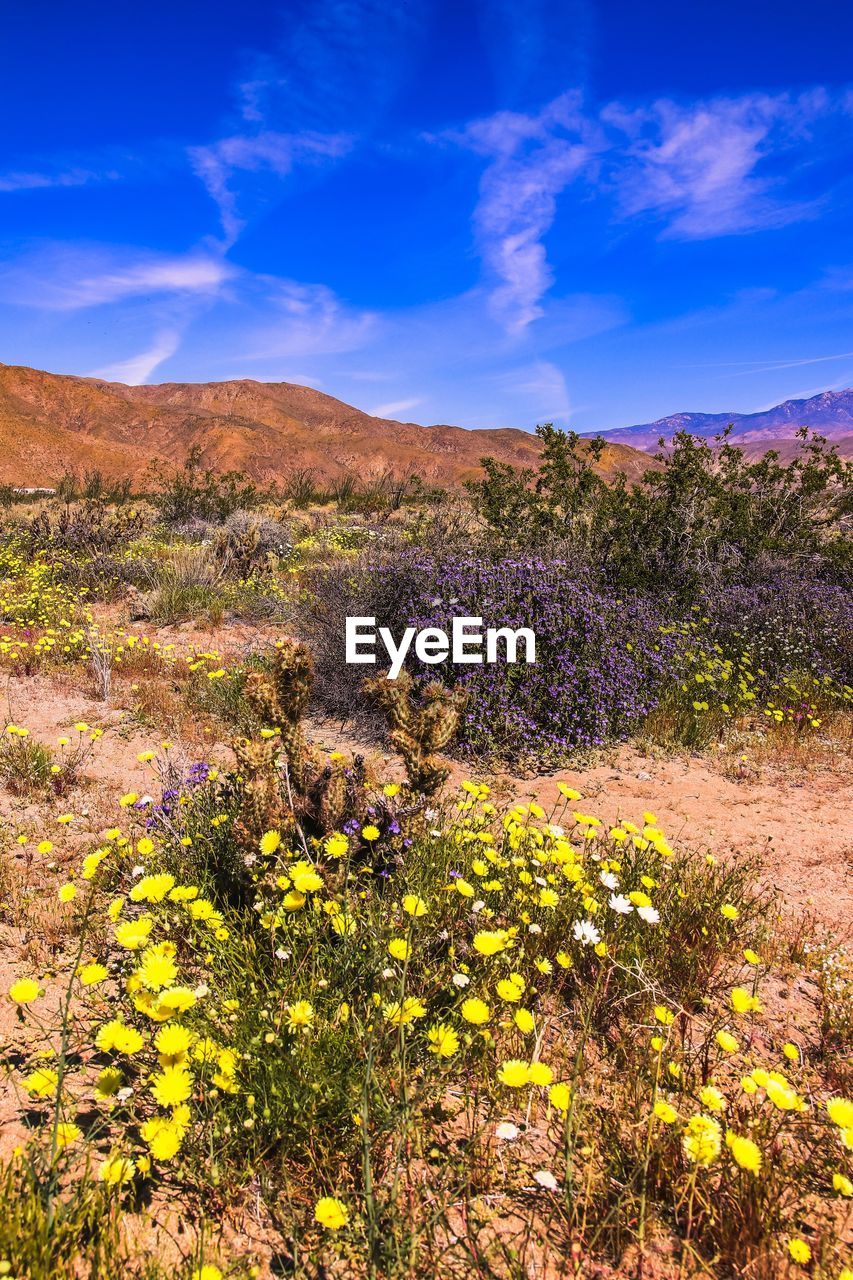 Scenic view of flowering plants on field against blue sky