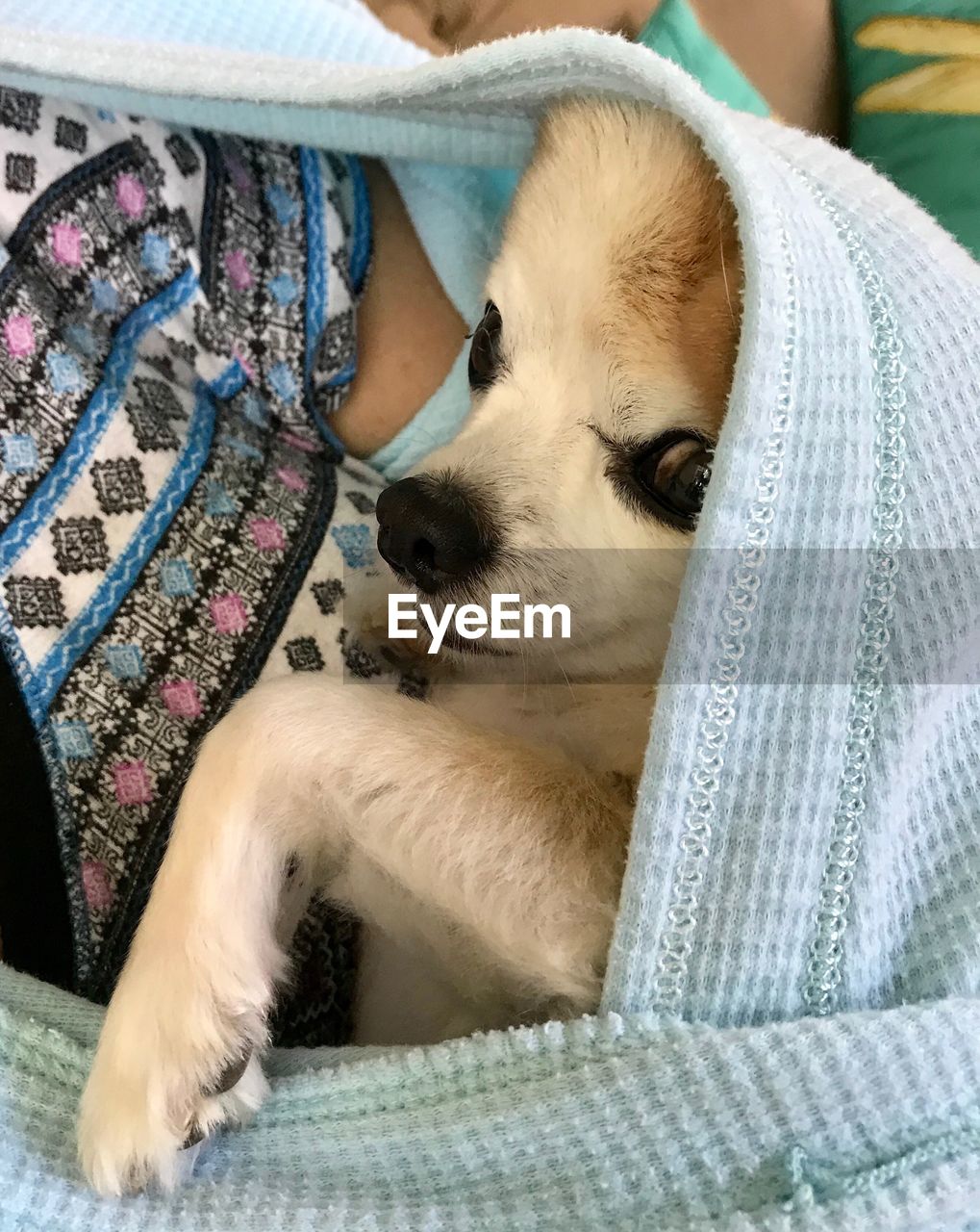 CLOSE-UP OF DOG SLEEPING ON MAN