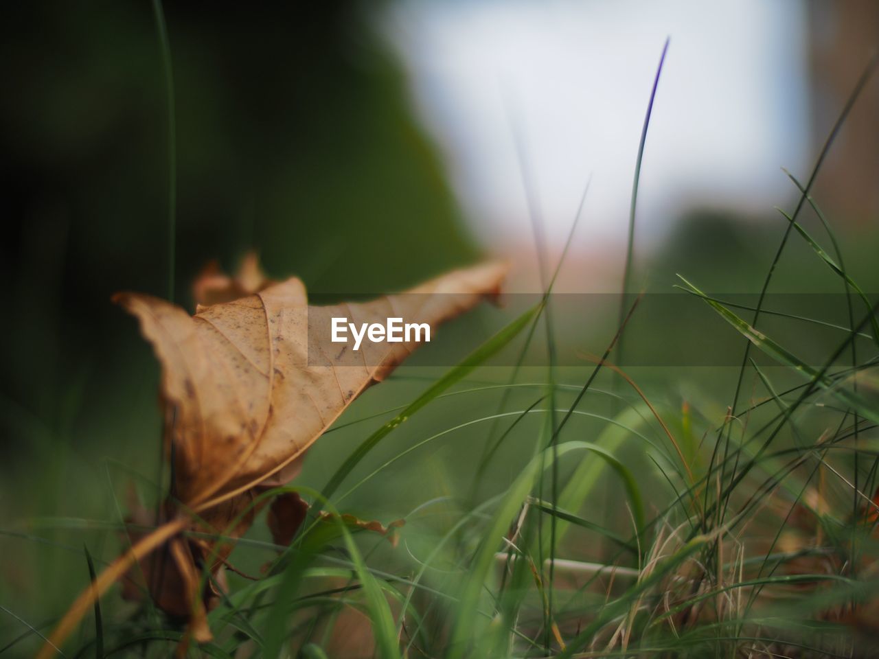 Close-up of dry grass in field