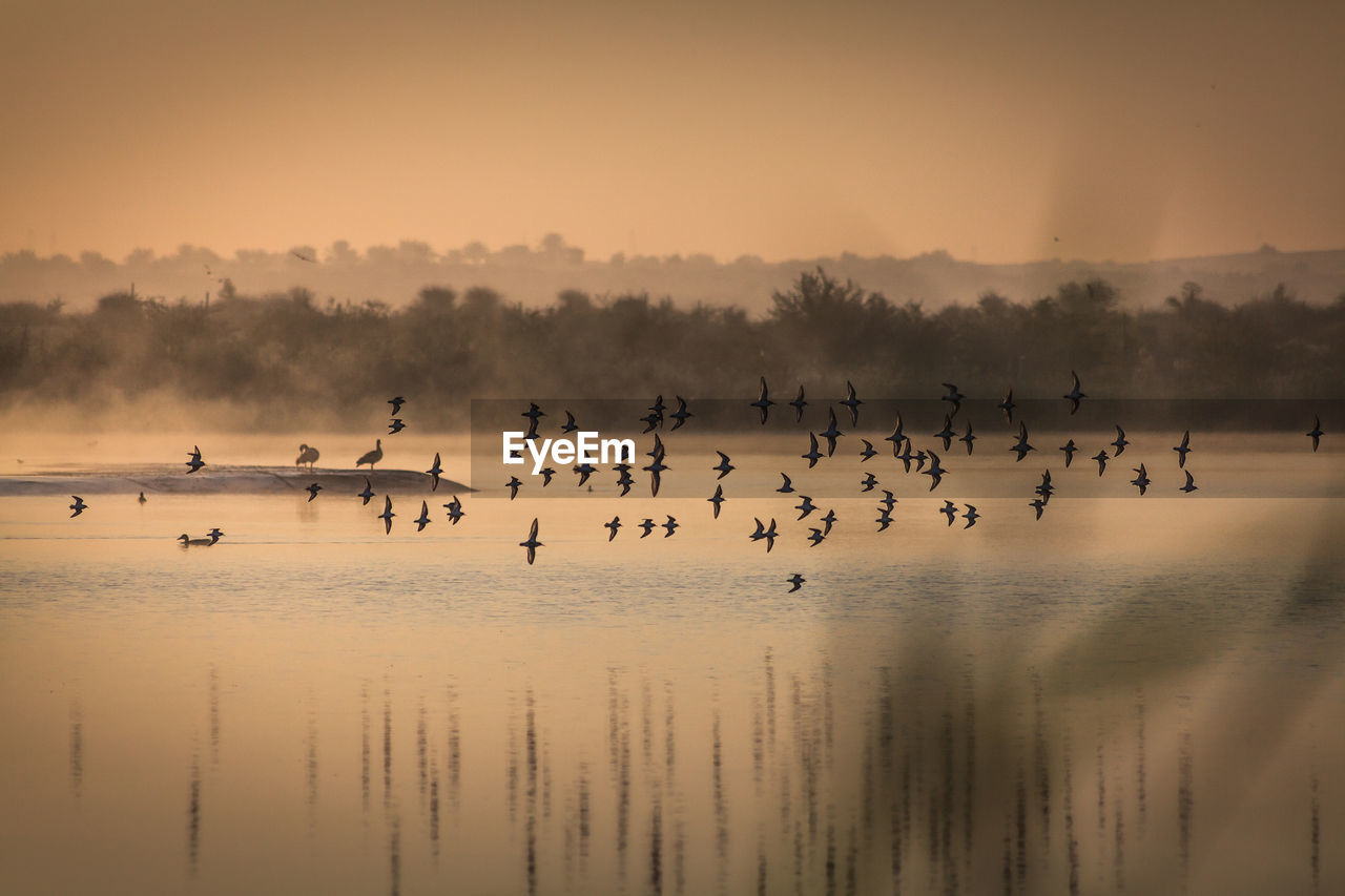 Silhouette birds flying over lake against sky during sunset