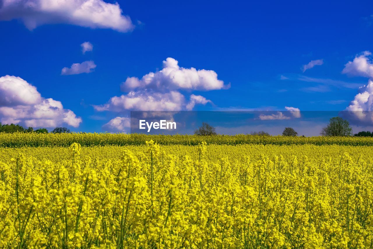 Scenic view of oilseed rape field against sky