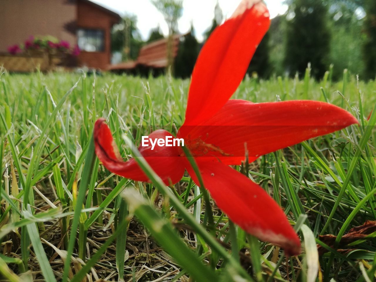 CLOSE-UP OF RED FLOWER IN FIELD