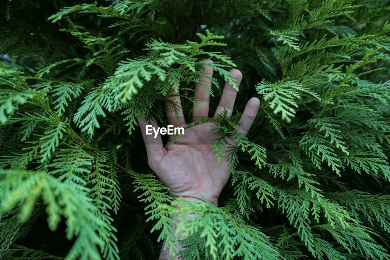Cropped hand of person by leaves on tree