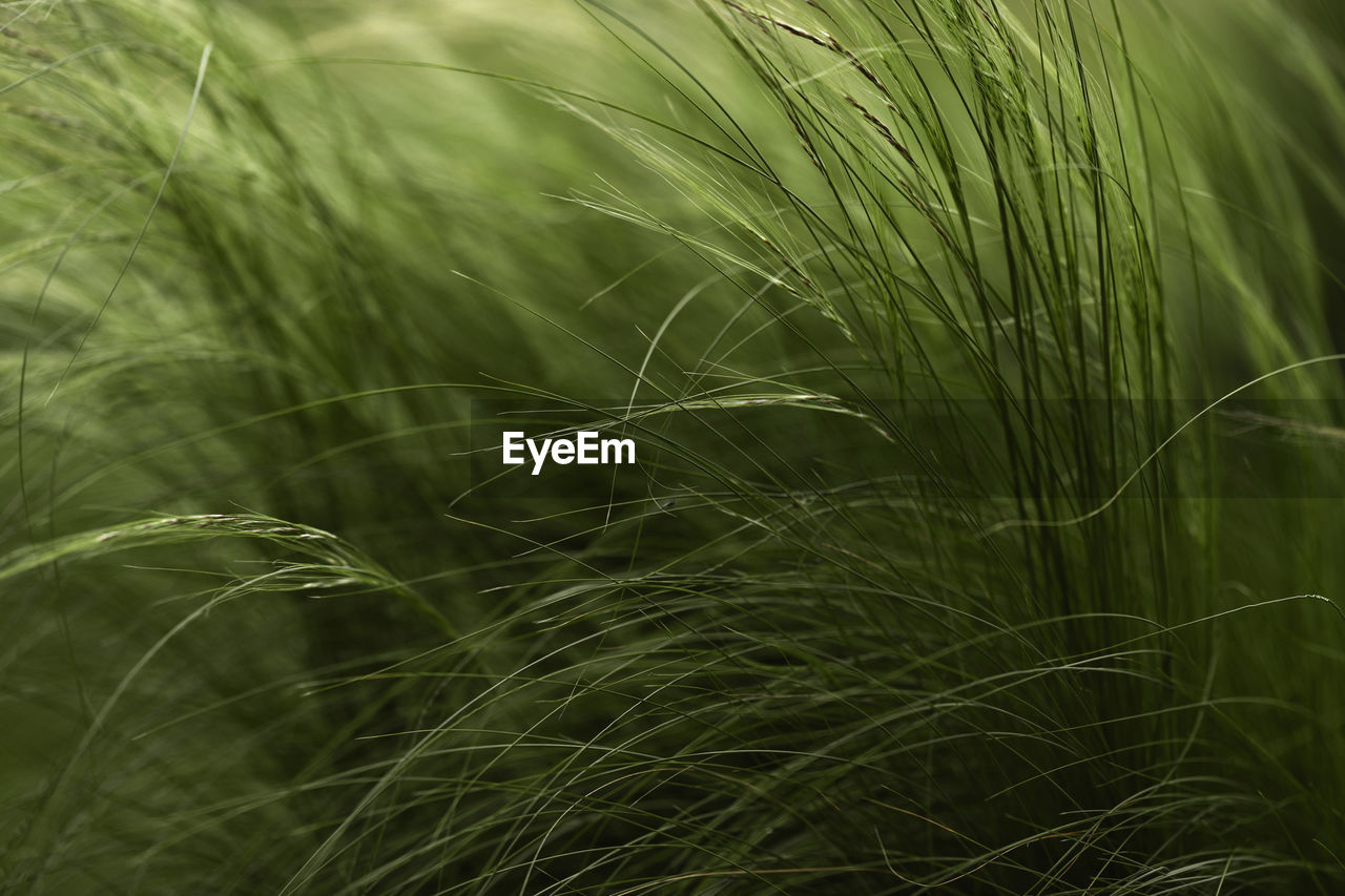 plant, green, grass, growth, agriculture, cereal plant, field, crop, nature, rural scene, land, barley, beauty in nature, no people, close-up, landscape, backgrounds, hordeum, farm, wheat, outdoors, environment, food, sunlight, day, rye, selective focus, tranquility, full frame, focus on foreground, freshness, plant stem, grassland, leaf