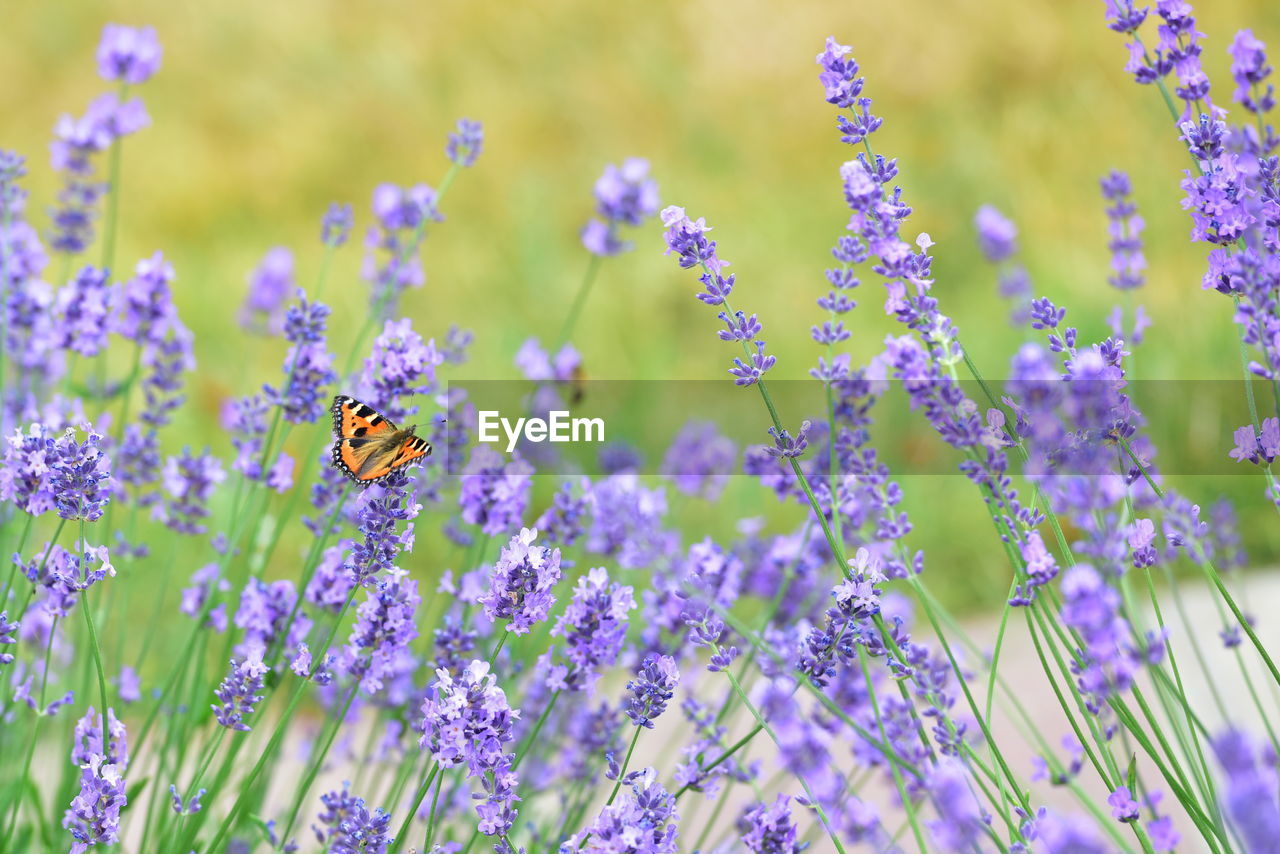 Butterfly pollinating on lavender flowers in park