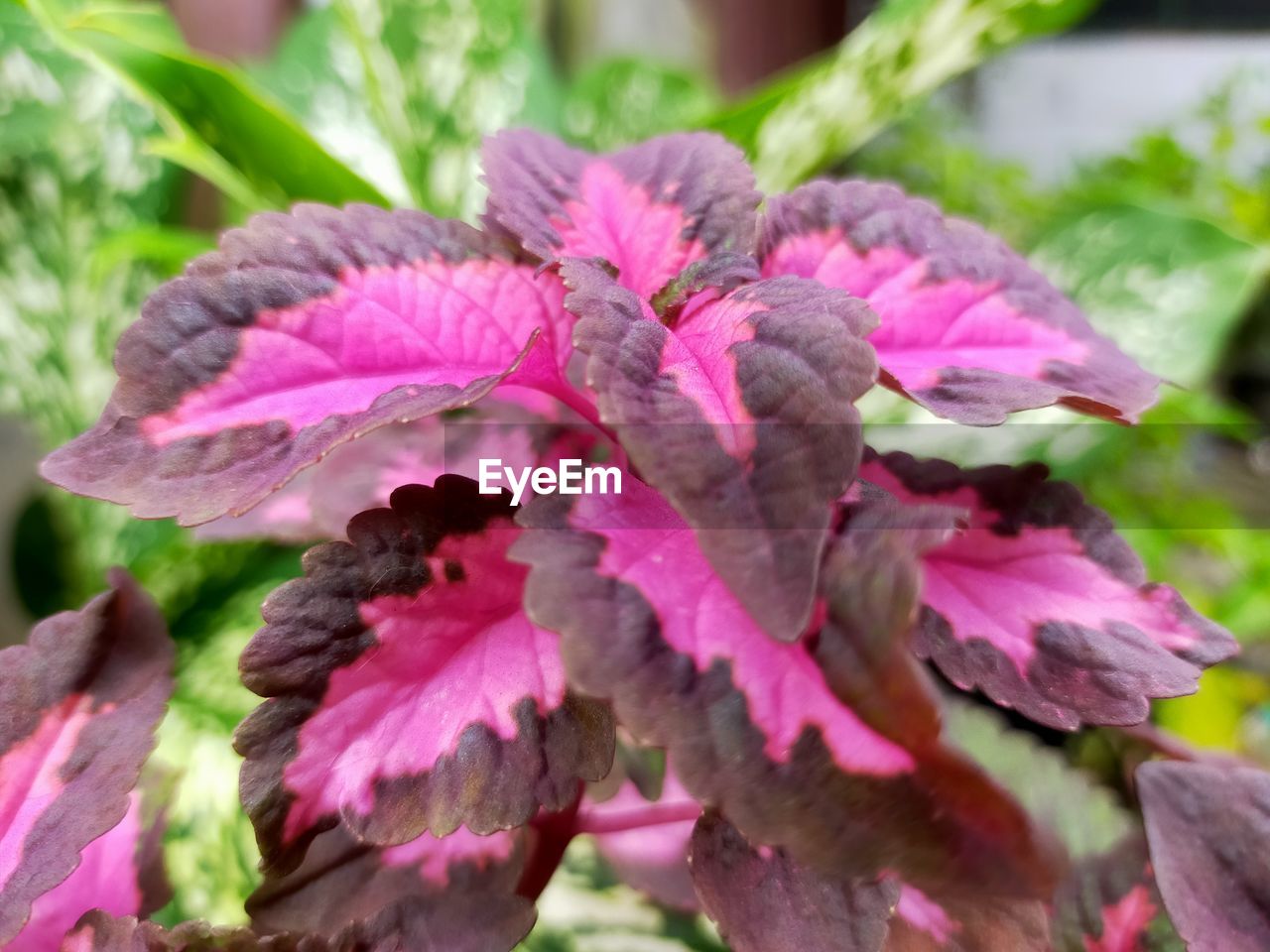 plant, flower, close-up, pink, flowering plant, beauty in nature, freshness, nature, growth, plant part, leaf, no people, purple, fragility, focus on foreground, day, outdoors, petal, inflorescence, flower head, selective focus