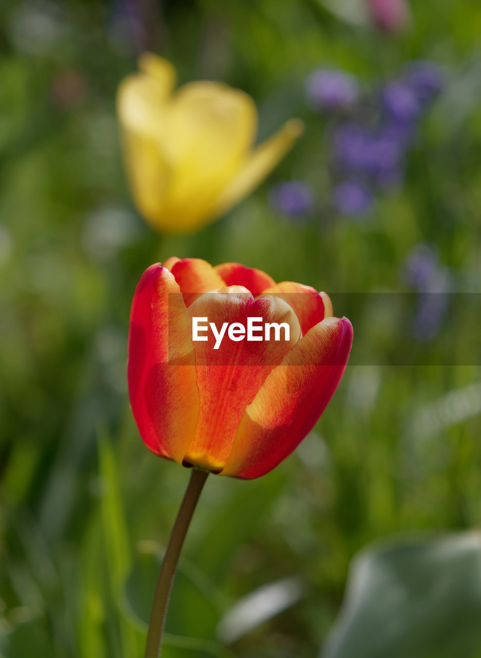 Close-up of red tulip