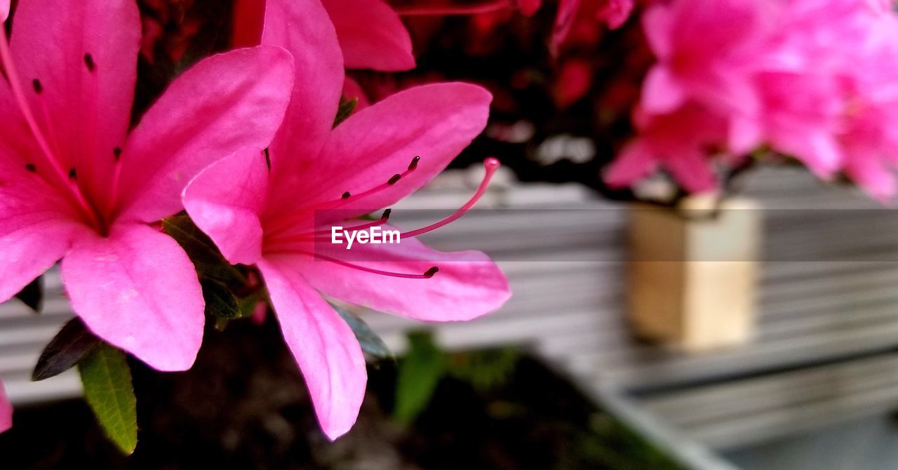 CLOSE-UP OF PINK ROSE FLOWER